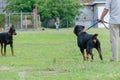 Meeting of two black pets in dog park. Adult Rottweiler in front