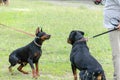 Meeting of two black pets in dog park. Adult Rottweiler in front