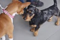 Meeting of two breed dogs in the dog show