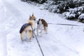 Meeting of two dogs with leash in snowy winter park. Cute puppies Welsh corgi and Cavalier King Charles Spaniel on walk Royalty Free Stock Photo