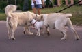 Meeting two dogs for a walk in the park