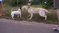 Meeting two dogs for a walk in the park