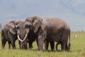 A meeting. Two huge elephants inside the crater of Ngorongoro. Tanzania, Africa Royalty Free Stock Photo