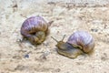 Meeting of two large grape snails with large shells Royalty Free Stock Photo