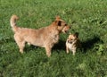 Meeting of two red dogs