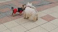 Meeting two small dogs for a walk