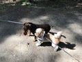 The meeting of two small domestic dogs on leashes. dog walk