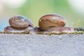 Meeting two snails Royalty Free Stock Photo