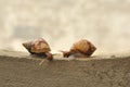Meeting of two snails on wall Royalty Free Stock Photo