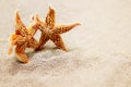 Meeting two starfish. The concept of a triotic trip for two or meeting two old friends Royalty Free Stock Photo