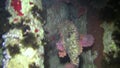 Meeting of two Tassled Scorpionfish