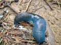 Meeting an unusual slug Royalty Free Stock Photo