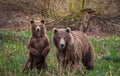 Meeting in the woods. Brown bears, Kamchatka