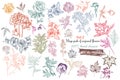 Mega collection of high detailed vector flowers for design Royalty Free Stock Photo