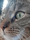 Mega Cute cat eyecontact Royalty Free Stock Photo