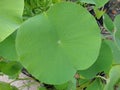 Mega leaf Nelumbo nucifera macro background east indian lotus fine art in high quality prints family nelumbonaceae