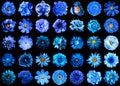 Mega pack of natural and surreal blue flowers 35 in 1 isolated Royalty Free Stock Photo