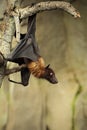 Megabat