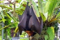 Megabat or fruit bat