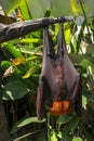 Megabat sleeping hanged upside down Megachiroptera. A clouse up portrait of megabat. Fruit bat or flying fox on Bali, Indonesia.