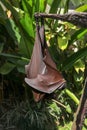 Megabat sleeping hanged upside down Megachiroptera. A clouse up portrait of megabat. Fruit bat or flying fox on Bali, Indonesia.