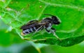 Megachile bees (Megachilidae), A solitary bee on a green leaf Royalty Free Stock Photo