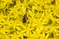 Leafcutter Bee on Sedum Royalty Free Stock Photo