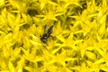 Leafcutter Bee on Sedum Royalty Free Stock Photo