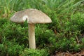 Megacollybia platyphylla - Eatable Mushroom