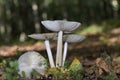 Megacollybia platyphylla syn. Collybia platyphylla is an inedible mushroom in the Marasmiaceae family.