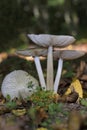 Megacollybia platyphylla syn. Collybia platyphylla is an inedible mushroom in the Marasmiaceae family