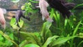 Megalechis, callichthydae catfish cleaner fishes are eating food in aquarium