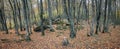 Autumn forest in the valley of the river Jennet, Caucasus, Russia Royalty Free Stock Photo