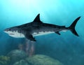 Megalodon Extinct Mega Shark Royalty Free Stock Photo