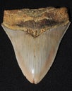 A huge fossilized megalodon tooth