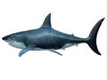 Megalodon Predator Shark Tail