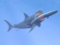 Megalodon shark eating blue whale - 3D render Royalty Free Stock Photo