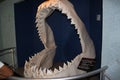 Megalodon shark jaws close up. Museum. Tourism. Exhibition. Los Angeles