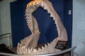 Megalodon shark jaws close up. Museum. Tourism. Exhibition. Sea World San Diego