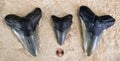 Megalodon Shark Teeth. Royalty Free Stock Photo