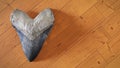 Megalodon shark tooth, background with empty space