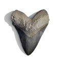 Megalodon shark tooth, isolated with shadow on white background Royalty Free Stock Photo