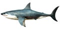 Megalodon Side Profile Royalty Free Stock Photo