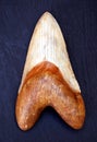 Megalodon Tooth