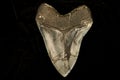 Megalodon tooth back side isolated on black.