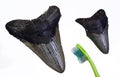 Megalondon Shark teeth. Royalty Free Stock Photo