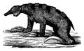 The Megalonyx, toothless mammal quaternary the Americas, vintage engraving