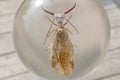 Megaloptera in Glass Royalty Free Stock Photo