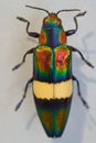 Megaloxantha bicolor is a species of metallic wood-boring beetles in the family Buprestidae.