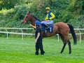 Megan Nicholls. UK Horse racing jockey. Down at the start. Royalty Free Stock Photo